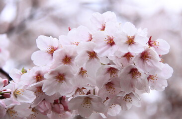 A close-up of delicate pink cherry blossoms in full bloom. The soft petals and vibrant colors capture the essence of springtime nature.