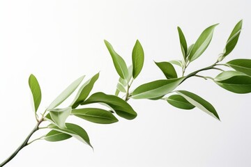 Obraz premium Eco-Beauty Leafy Plant Close-up in Simple Crafted Elegance.jpeg