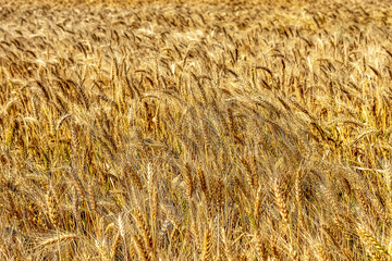 Grain field. Wheat field close up. Background.