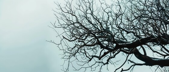 Fototapeta premium Bare Tree Branches Against Cloudy Sky in Winter