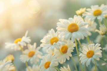 Fototapeta premium A field of daisies illuminated by warm morning sunlight