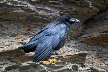 Common raven sits in a rock wall