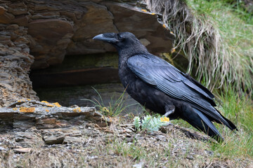 Common raven sits in a rock wall