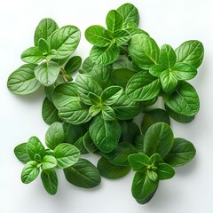 thyme herb isolated on white background with shadow. thyme top view. thyme with leaves flat lay