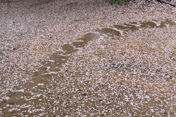 A path covered with fallen cherry blossom petals after a spring rain. The pink petals create a delicate and transient floral carpet on the wet ground.