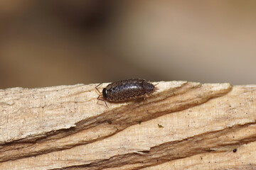 Closeup Philoscia muscorum, the common striped woodlouse or fast woodlouse on a piece of wood....