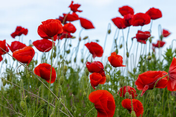 Vibrant scene of red poppies in full bloom, with their vivid crimson color and delicate petals that open and flutter gently in the unseen breeze and create a visually striking scene.