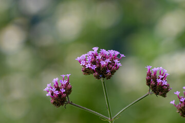 バーベナの花01