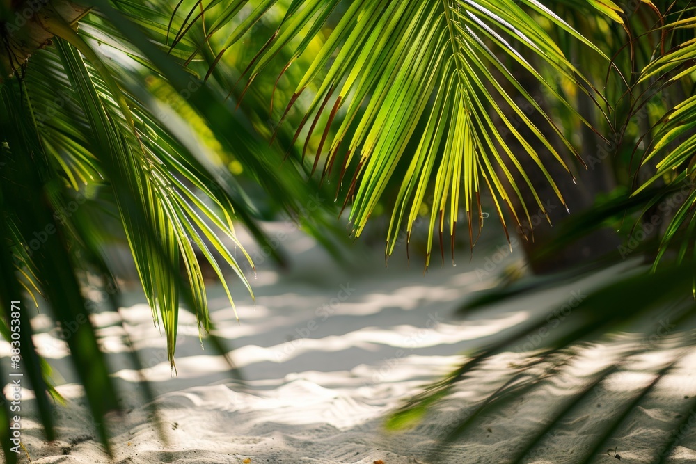 Aufkleber sunlight filters through dense palm tree foliage casting intricate patterns of light and shadow on a