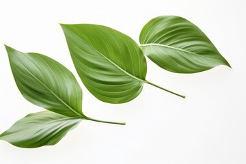 Obraz premium Spontaneous Greenery Capturing Movement in Eco-Friendly Style.jpeg