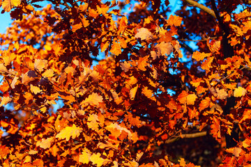 Background of oak autumn leaves. Tree with many leaves that are orange in color