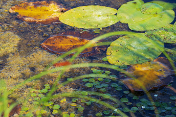 The shore of a meadow lake overgrown with aquatic vegetation