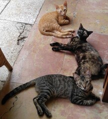 three cats lounging