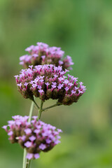 バーベナの花02