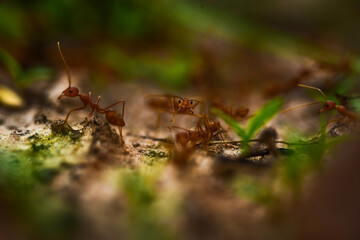 ants in the forest