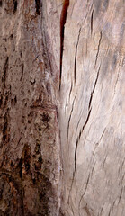 Old wood surface, old wooden texture, vertical image
