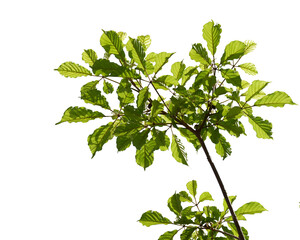 Green tree branch isolated on white background