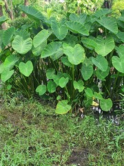 Big green leafy tree in the garden