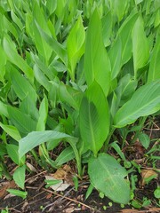 Big green leafy tree in the garden
