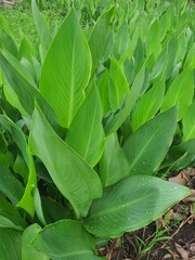 Big green leafy tree in the garden