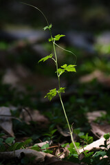 Fresh young tree sprouts closeup