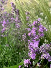 Close-up of purple lavender flowers in rich green foliage. Flowers in the style of Provence