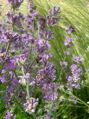 Close-up of purple lavender flowers in rich green foliage. Flowers in the style of Provence