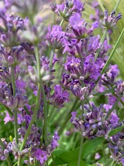 Close-up of purple lavender flowers in rich green foliage. Flowers in the style of Provence