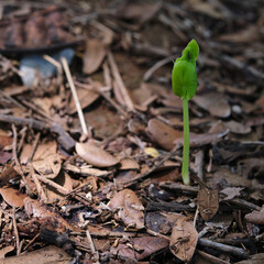 Fresh young tree sprouts closeup