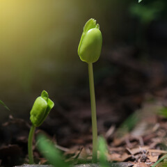 Fresh young tree sprouts closeup