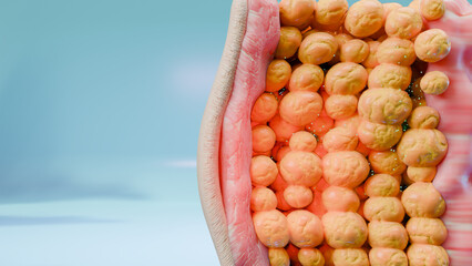 Weight loss Comparison. man body transformation. Before and after a thick and thin waist, Fat belly burning under the skin, adipose tissue, weight loss process. sports training. fat burn, 3d render