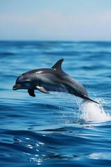 Fototapeta premium dolphins and whales demonstrate complex behaviors and problem-solving abilities