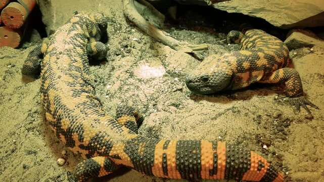 Gila monster, its scientific name is Heloderma suspectum suspectum