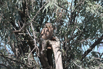An adult little owl (Athene noctua) shot in close-up sits on the branches of Elefon angustifolia...