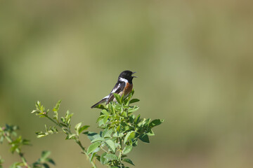 Adult male European stonechat (Saxicola rubicola) shot very close up sitting on a bush in breeding plumage against a blurred green background in soft morning light