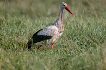 An adult white stork (Ciconia ciconia) with dirty plumage filmed close-up walks through a green meadow in search of prey for its chicks