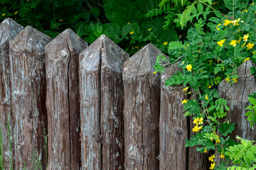 View of the old and strong fence. An ancient fence made of sharpened logs. Blooming greenery climbs along a brown fence made of logs.