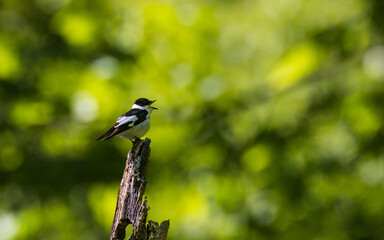 Collared Flycatcher (Ficedula albicollis) calling