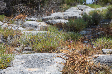 Seaside landscape with burnt trees after fire. Alyki area Thassos island Greece. Trees are already turning green in places.