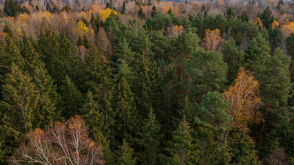 Polish part of Bialowieza Forest to south