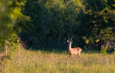 Roe Deer(Capreolus capreolus) male in springtime