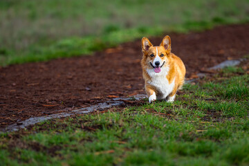 2023-12-31 A WHITE AND BROWN CORGI WITH BRIGHT EYES AND A OPEN MOUTH WALKING ON A TRAIL AT THE OFF LEASH DOG AREA AT MARYMOOR PARK IN REDMOND WASHINGTON