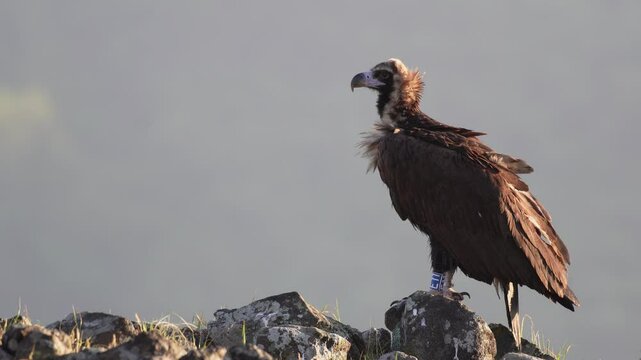 Cinereous Vulture (Aegypius monachus) perched on a rock