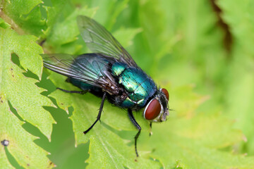 Common green bottle fly