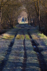 Wheel tracks on a straight grassy path on a freezing January morning (Mejean Nature Reserve, Lattes, near the Lattara archaeological site, Hérault, France)