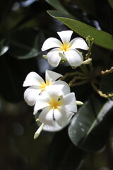 white frangipani flowers