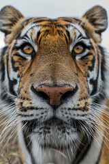Fototapeta premium Close-up Portrait of a Tiger