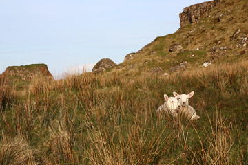 Lying on a patch of grass overlooking the sea, two adorable lambs look mischievously at the photographer (near Kilt Rock, Isle of Skye, Scotland).