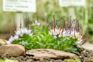 Tufted horned rampion or Physoplexis Comosa plant in Saint Gallen in Switzerland