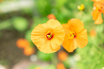 Stylomecon Heterophylla plant in Saint Gallen in Switzerland